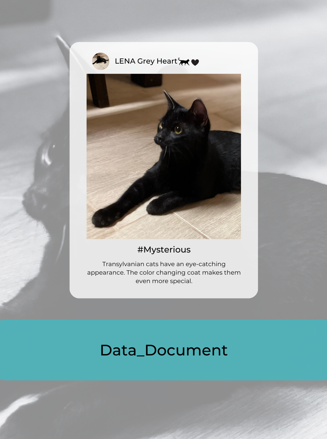 Data, Documents Grey_Heart_Transylvanian_Cattery