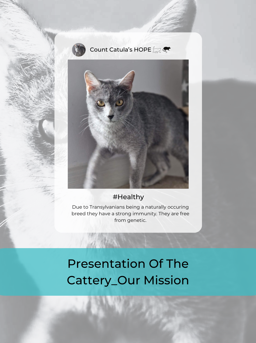 Presentation of the cattery, our mission