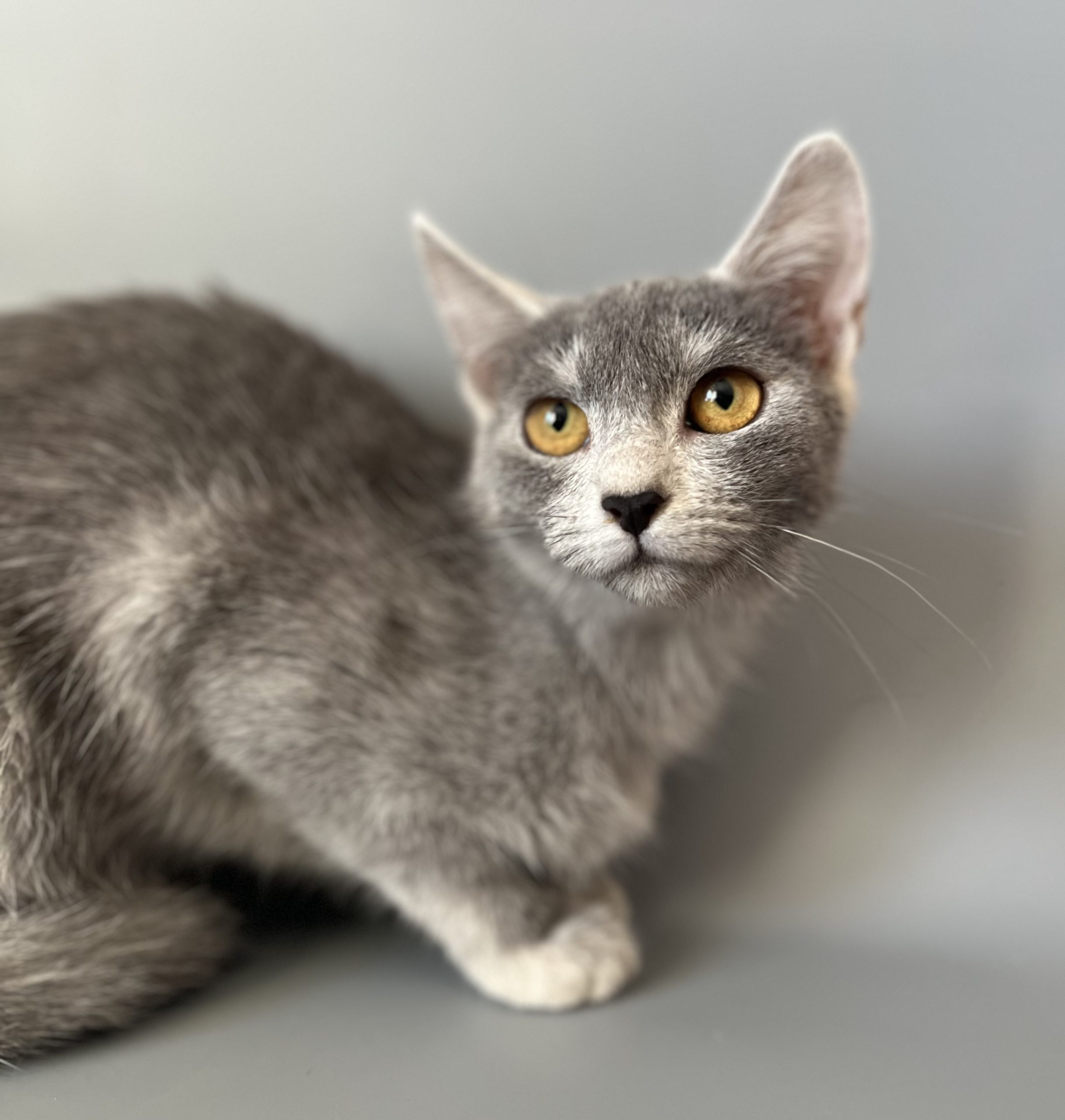 Cat Profil CORA Grey Heart Transylvanian Cattery GREYHEART 